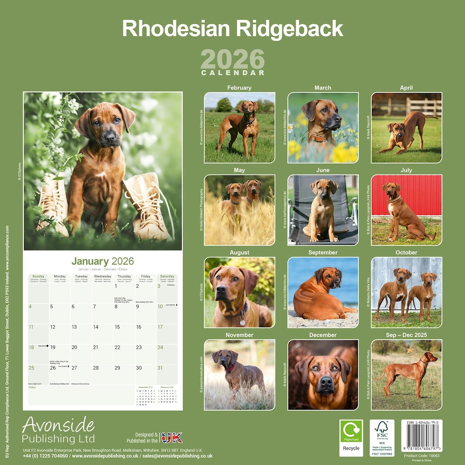 image 1 of Rhodesian Ridgeback 2026 Calendar | Square Wall Calendar | Dog Breed Gift | Plastic Free Packaging | by Avonside Publishing