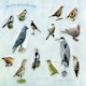image 3 of Let's Look For Garden Birds - 18D Kids Activity & Sticker - PAPERBACK - 9781908489043