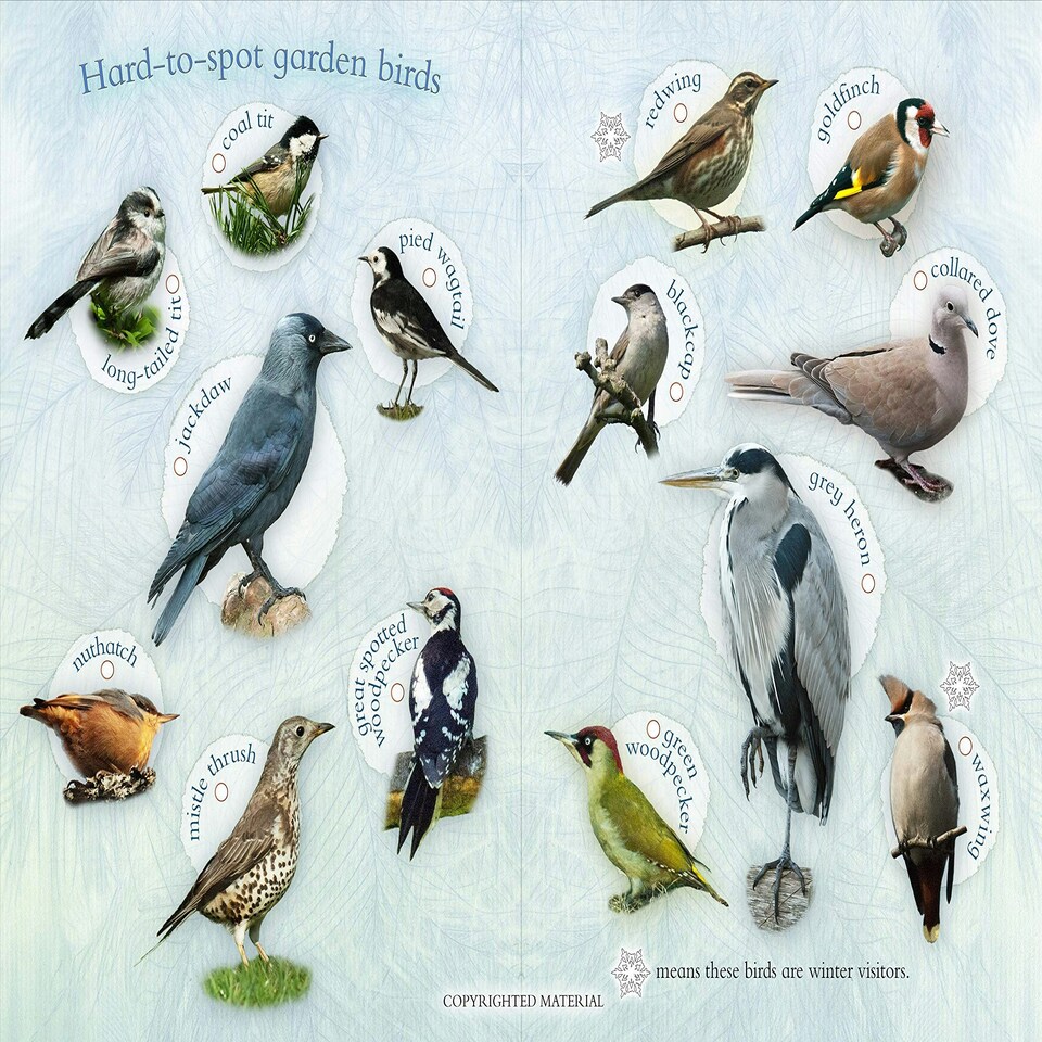 image 1 of Let's Look For Garden Birds - 18D Kids Activity & Sticker - PAPERBACK - 9781908489043