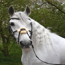 Rhinegold Anatomical Mexican Bridle Brown | Size: X-Full
Colour: H.Brown