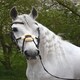 image 1 of Rhinegold Anatomical Mexican Bridle Brown | Size: X-Full
Colour: H.Brown