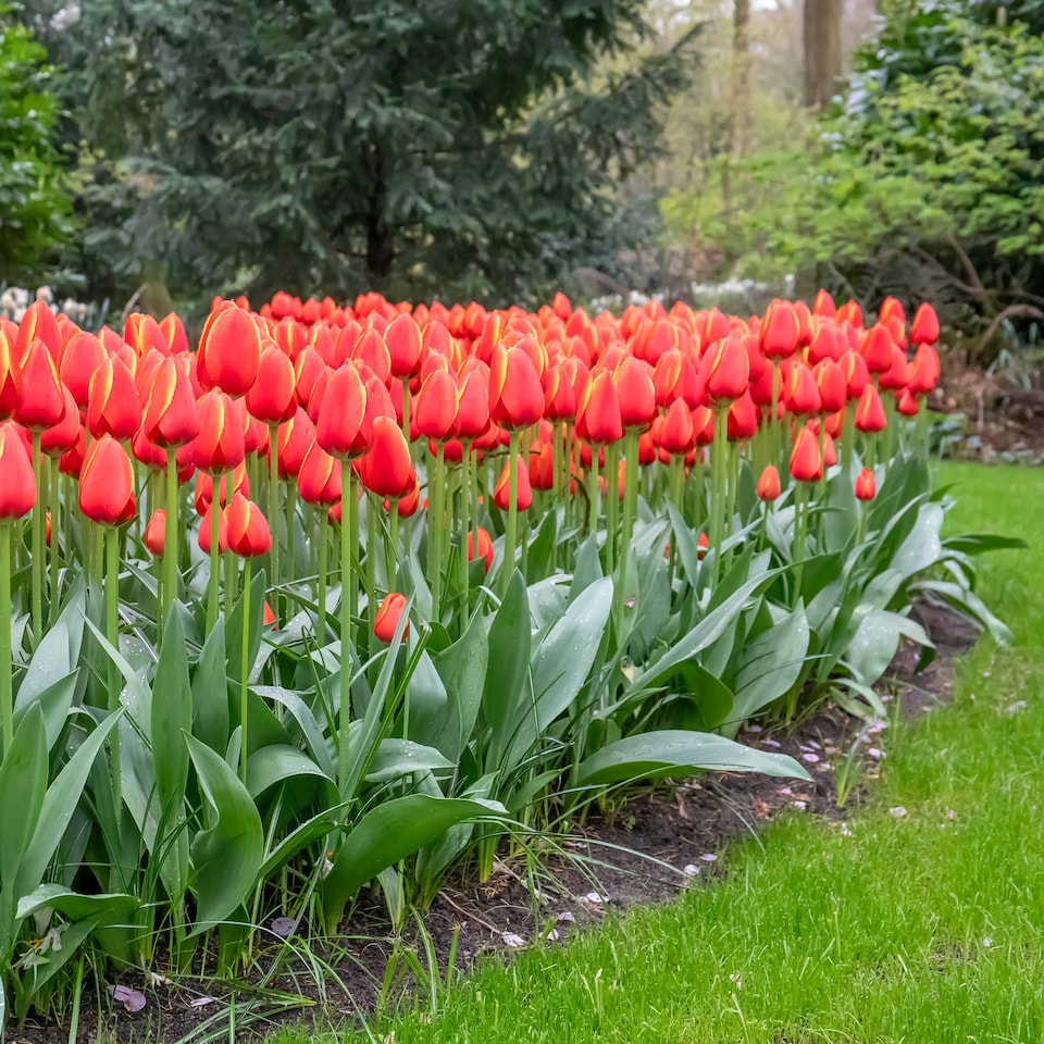 image 1 of Marshalls Garden Tulip Bulbs 'Worlds Favourite' 10 bulbs