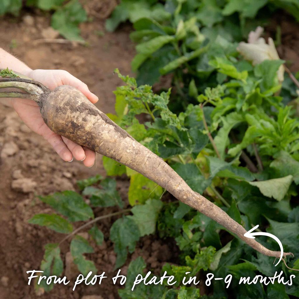 image 1 of Marshalls Garden Parsnip Seeds Gladiator F1 600 seeds