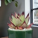 image 2 of Echeveria Agavoides Ebony in 8.5cm Pot - Ebony Wax Agave Variegated Succulent Houseplant