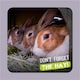image 4 of Burgess Excel Meadow Feeding Hay Box - 4.5KG