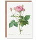 image 1 of Pierre-Joseph Redouté Art Card Gallic Rose Vintage Flower Illustration