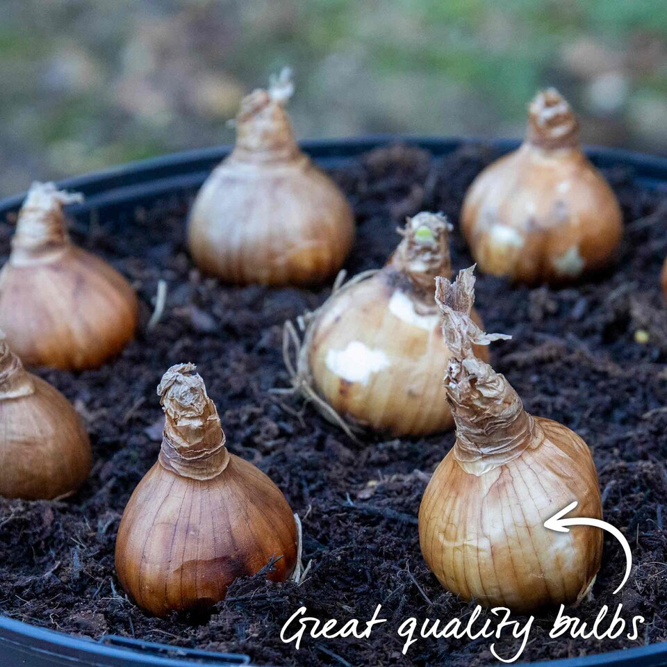image 1 of Marshalls Garden Dwarf Daffodil Bulbs 'Tete a Tete' - Pack of 20