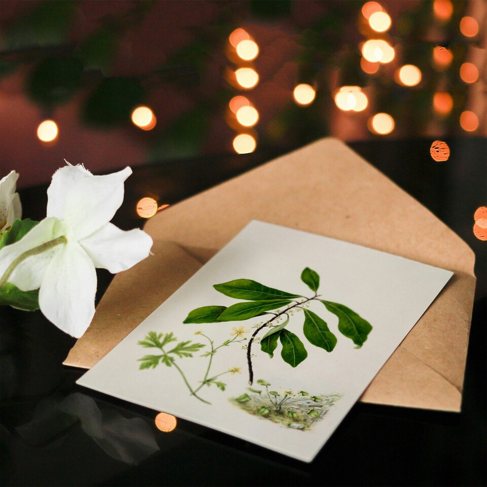image 1 of Sarah Featon Art Card Caltha New Zealand Marsh Marigold Plant