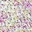 Col 2585
