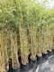 image 1 of Extra Large Bamboo Aureocaulis Gold 6ft Tall in a 10/12 Litre Pot By Direct Plants
