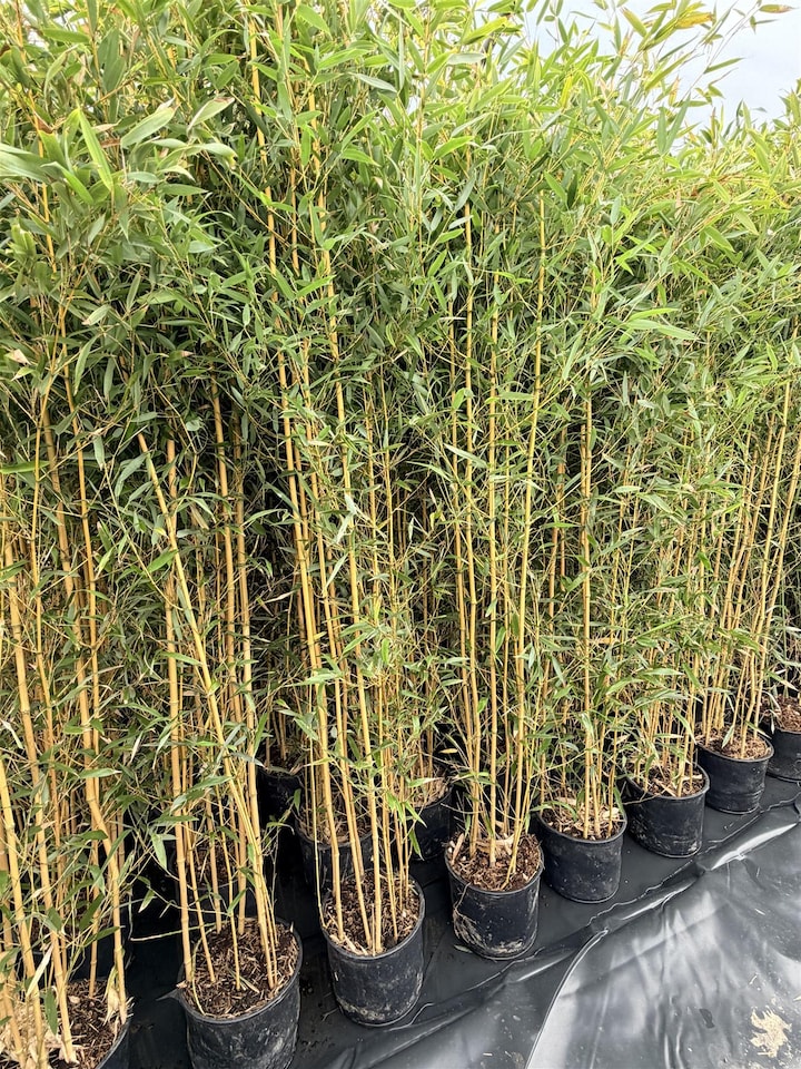 image 1 of Extra Large Bamboo Aureocaulis Gold 6ft Tall in a 10/12 Litre Pot By Direct Plants