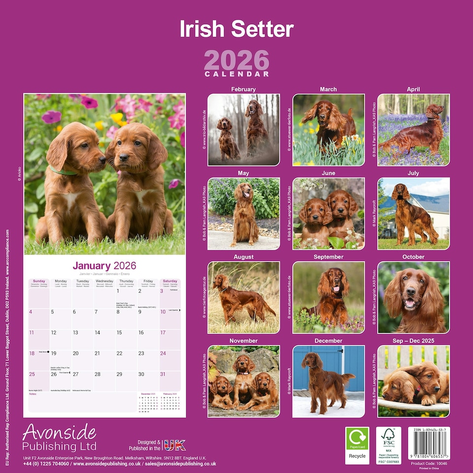 image 1 of Irish Setter 2026 Calendar | Square Wall Calendar | Dog Breed Gift | Plastic Free Packaging | by Avonside Publishing