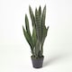 image 1 of Homescapes Green Snake Plant, 74 cm Tall