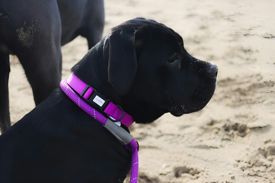 image 1 of HugglePets Snappy Adjustable Dog Collar | Pink | S
