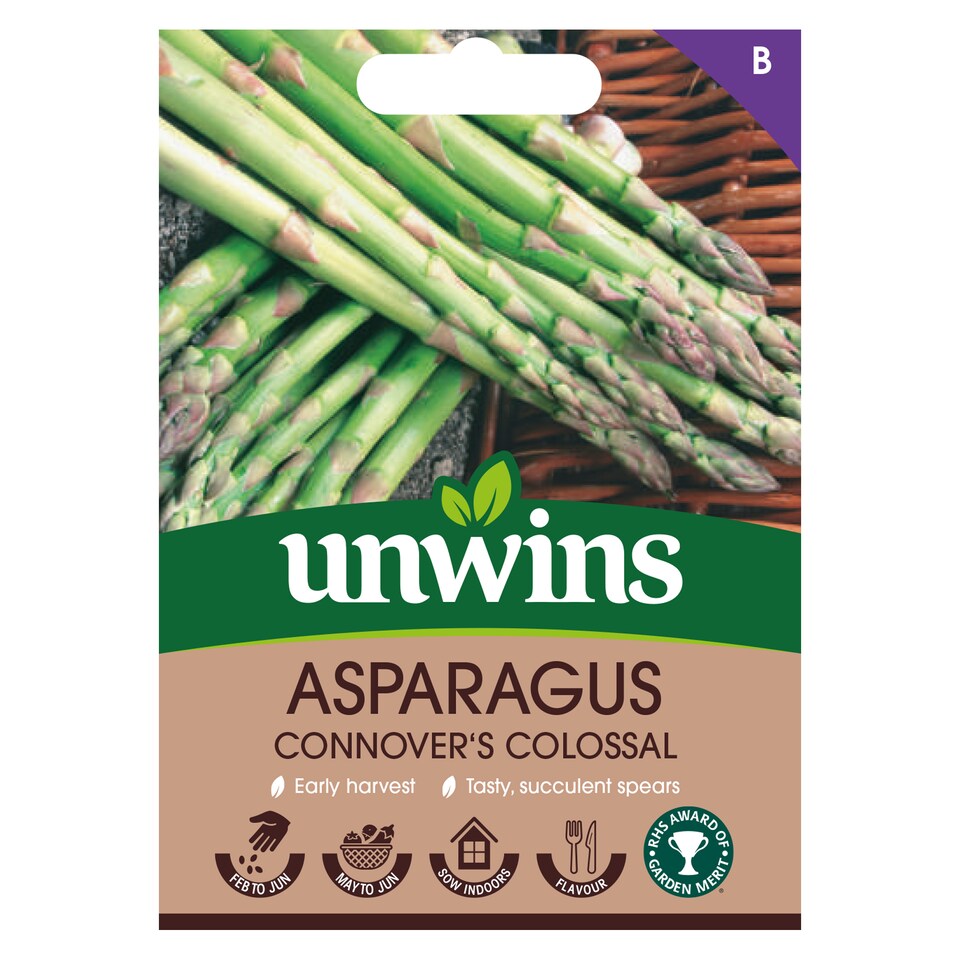 image 1 of Asparagus Connover's Colossal | Multi | Purple