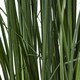 image 3 of Large Purple Agapanthus Plant in Pot - Plastic - L14 x W14 x H120 cm - Green