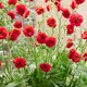 image 2 of Geum 'Firestarter' Jumbo Plug Plants | Red | Vibrant Red | Jumbo Plug plants | 1