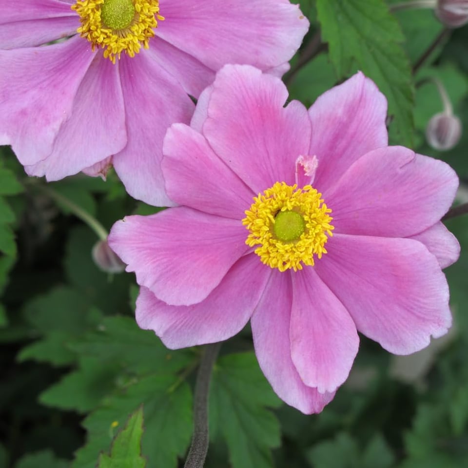image 1 of Anemone x hybrida Serenade 9cm Potted Plant x 1
