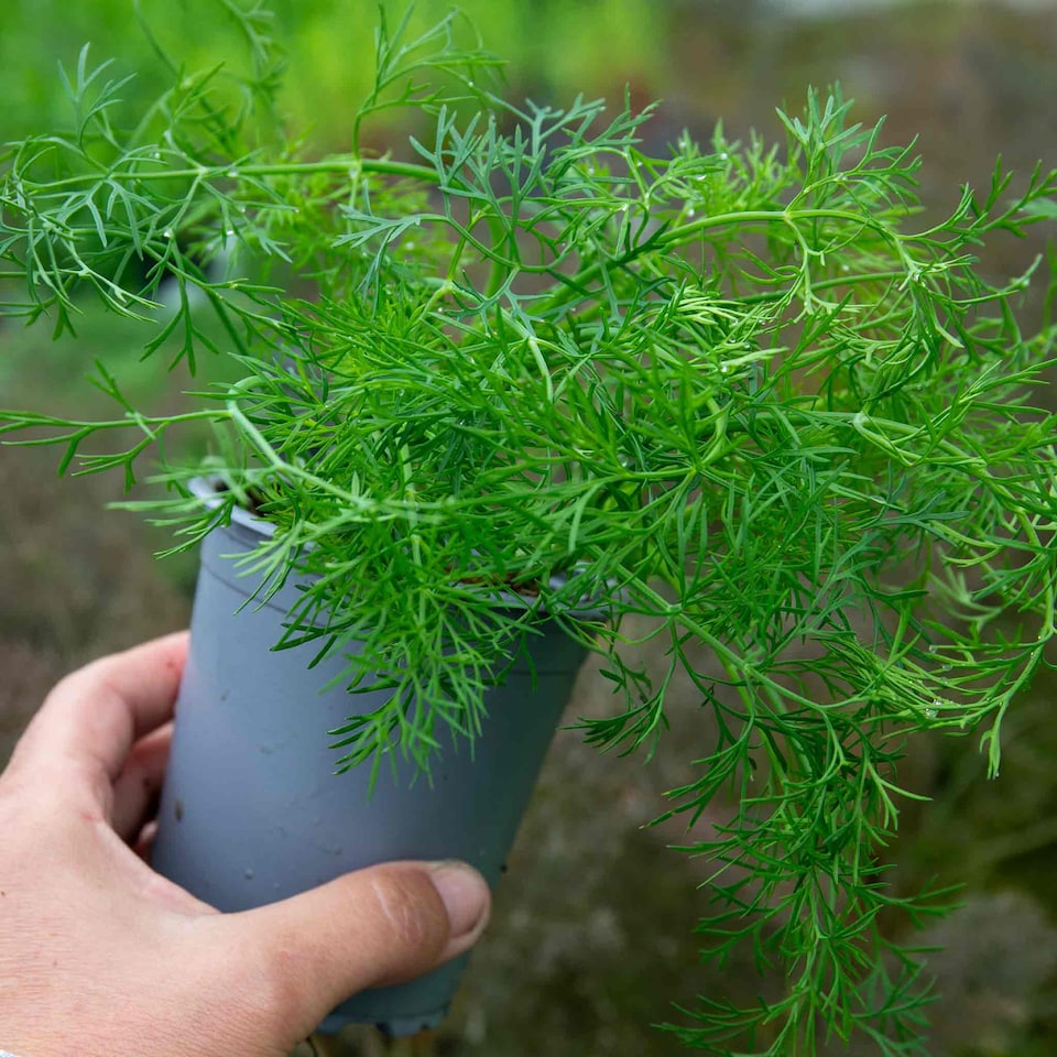 image 1 of Marshalls Garden Dill Plants - 3 x 9cm