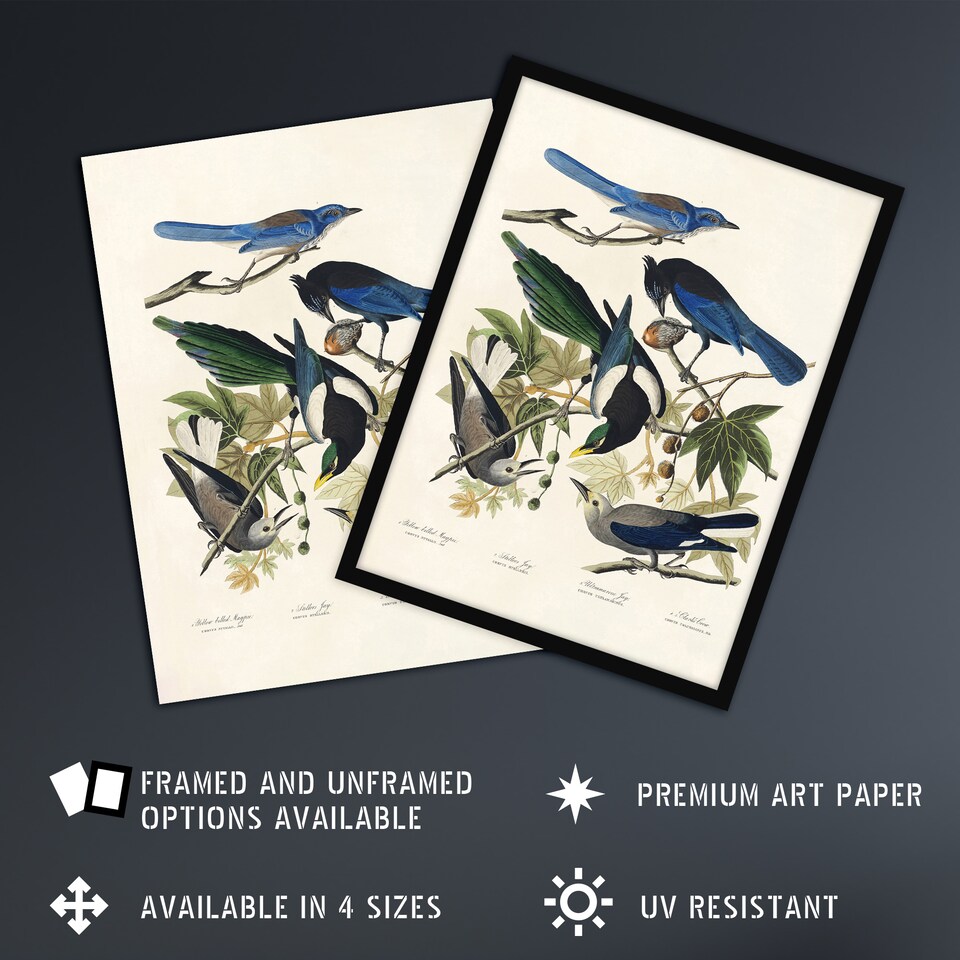 image 1 of Magpie Clarks Crow and Jays Audubon Nature Framed Wall Art Print 12X16"