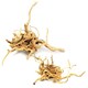 image 8 of Aqua One Azalea Root / Spider Wood Multi