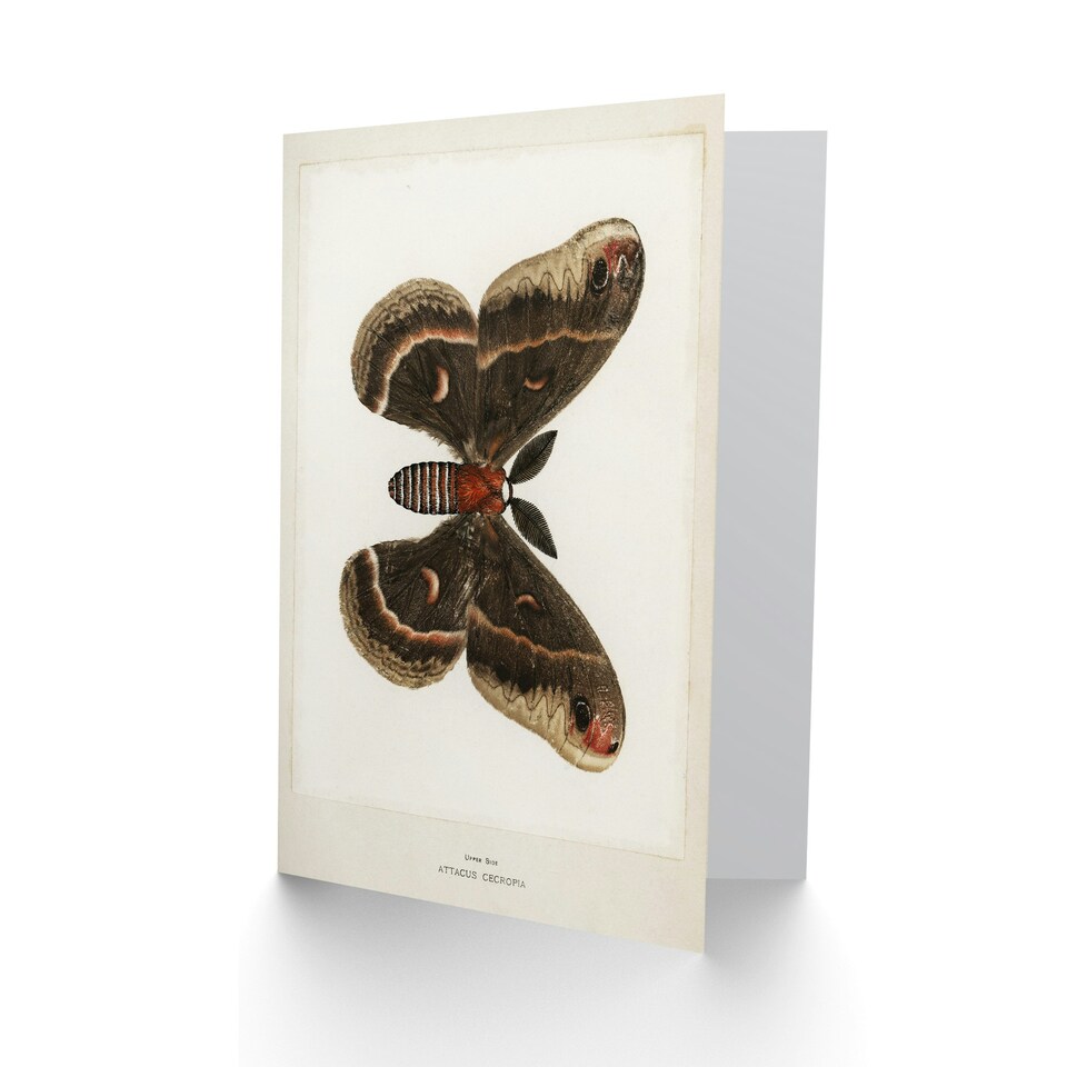 image 1 of Sherman Denton Art Card Cecropia Moth Vintage Illustration