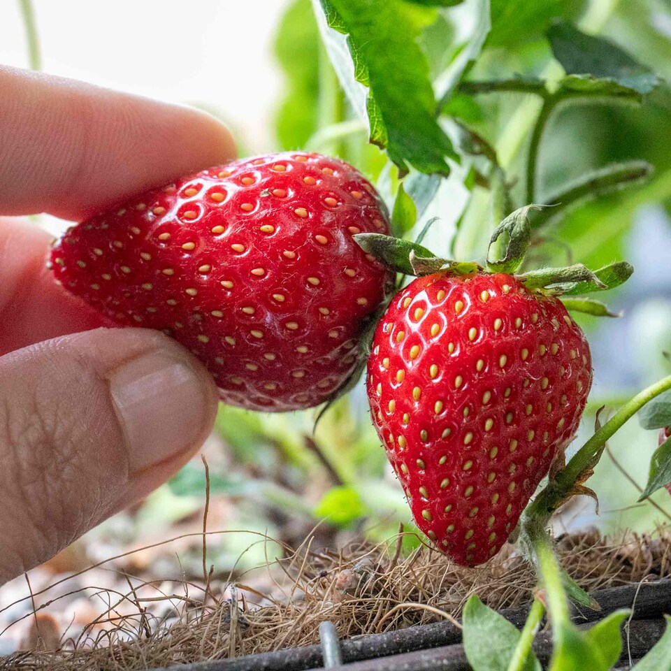 image 1 of Marshalls Garden Strawberry 'Symphony' (Late-Season, High-Yielding) 30 bare root