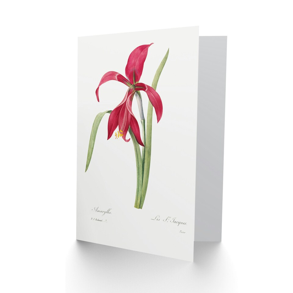 image 1 of Pierre-Joseph Redouté Art Card Amaryllis Flower Vintage Floral