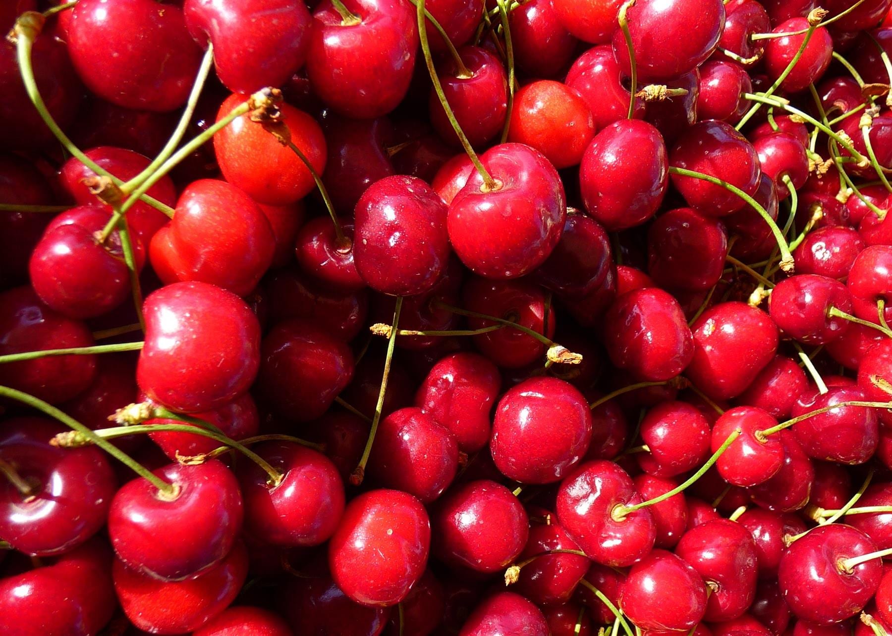 Direct Plants 1x 3-4ft Dwarf Prunus Stella Cherry Fruit Tree - Mini Fruit Tree - 5L Pot in Green