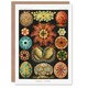 image 1 of Ernst Haeckel Art Card Ascidiae Colourful Marine Life