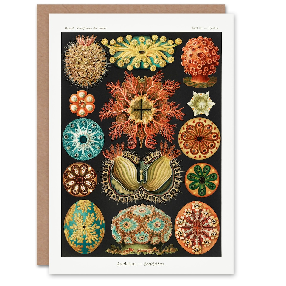 image 1 of Ernst Haeckel Art Card Ascidiae Colourful Marine Life
