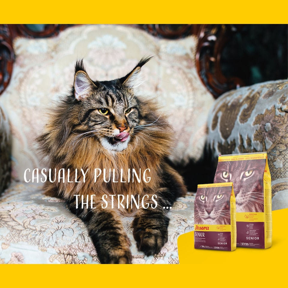 image 1 of Josera Senior complete food for older cats | Easily digestible | Kidney support | Sensitive stomach | Gluten free | Anti-Hairball | Herbs & Fruits | 6x2kg