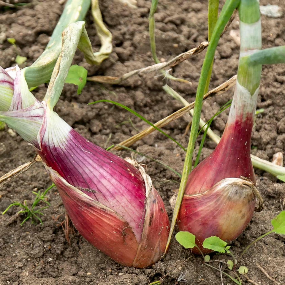 image 1 of Marshalls Garden Shallot Seeds 'Zebrune' Heritage French Long Pinky-Brown Bulbs, 75 Seeds
