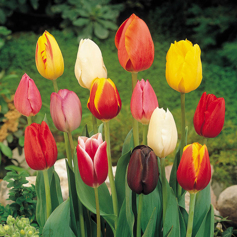 YouGarden Tulip Triumph Mixed Bulbs, Pack of 15, Spring Flowering Bulbs, For Autumn Planting