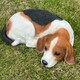 image 5 of Animal Crackers Laying Beagle Figurine Home Or Garden Decoration