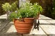 image 4 of Antique Bronze Coloured Dragon Pot Buddy Plant Pot Hanger