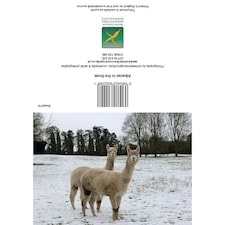 Kevin Milner Alpacas In The Snow Christmas Card - Multicoloured - One Size