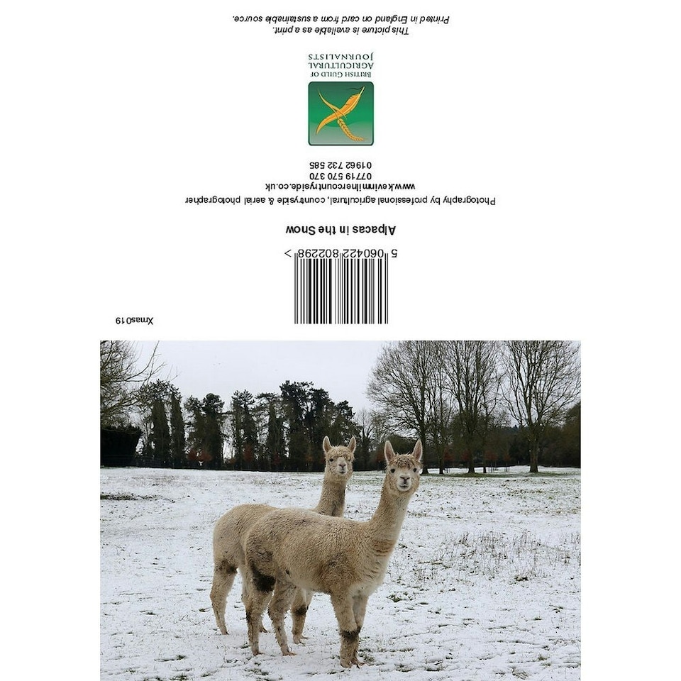 Kevin Milner Alpacas In The Snow Christmas Card - Multicoloured - One Size