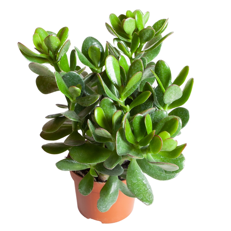 image 1 of Crassula Ovata in a 12cm Pot Perfect for Home/Office Live Indoor Pot Plant Money Penny Tree Homes