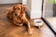 image 2 of Ceramic Bowl with Bamboo Stand for Dogs & Cats - Marble Grey