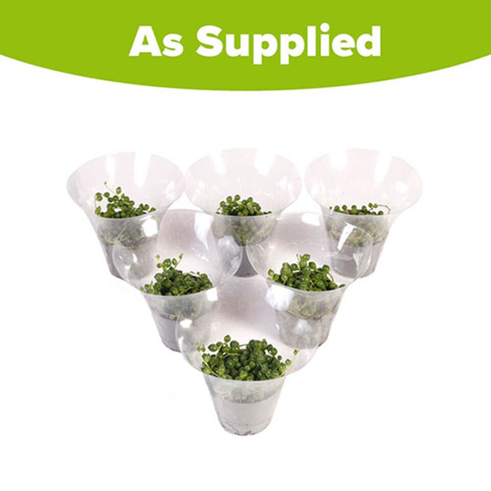 image 1 of House Plants String of Beads, Senecio herreanus, Set of Six, Tropical Trailing Indoor Plants in 6cm Pots, For Home, Office or Livi