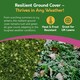 image 5 of Pronto Seed Clover Seed for Lawn UK - White Clover 1kg - 100m2 Coverage