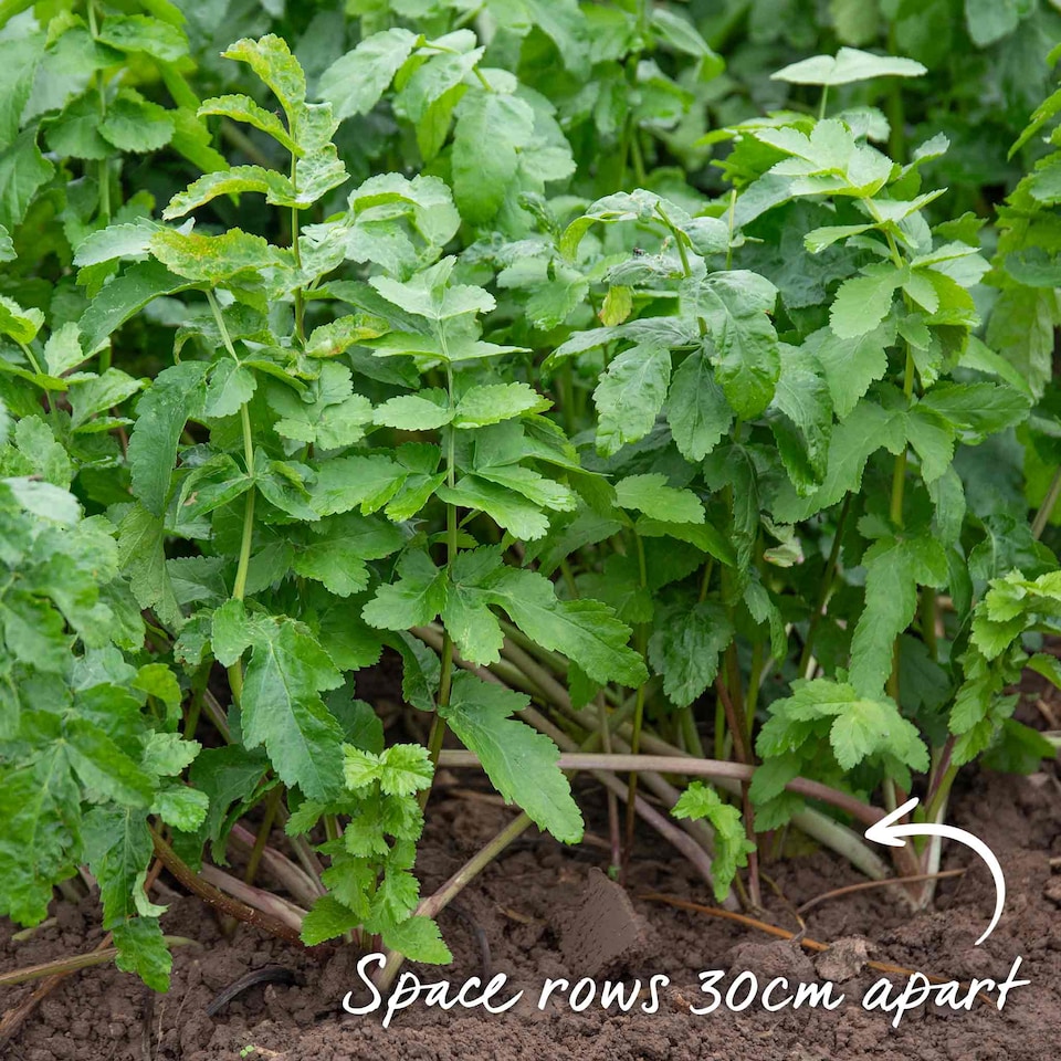 image 1 of Marshalls Garden Parsnip Seeds 'Albion' F1 - RHS AGM, 400 Seeds