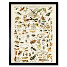 Millot Encyclopedia Page Insects Dragonfly 12x16" Framed Wall Art Print