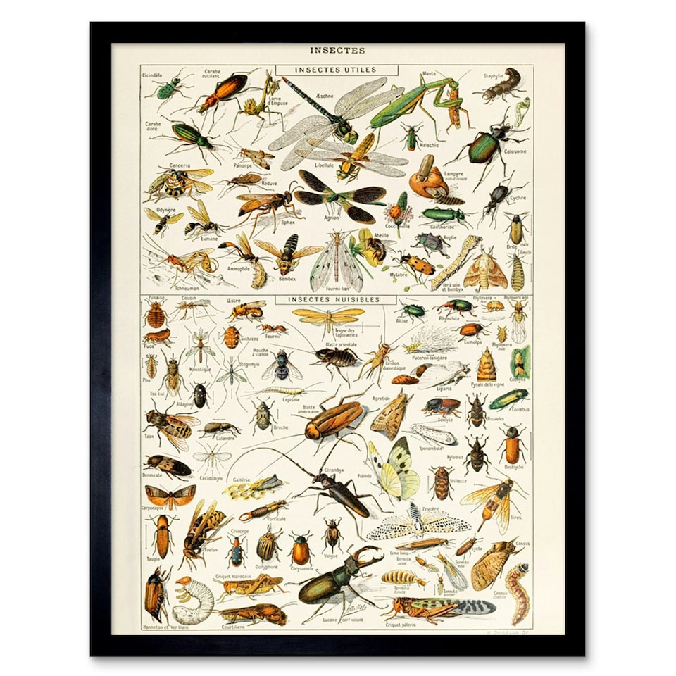 image 1 of Millot Encyclopedia Page Insects Dragonfly 12x16" Framed Wall Art Print