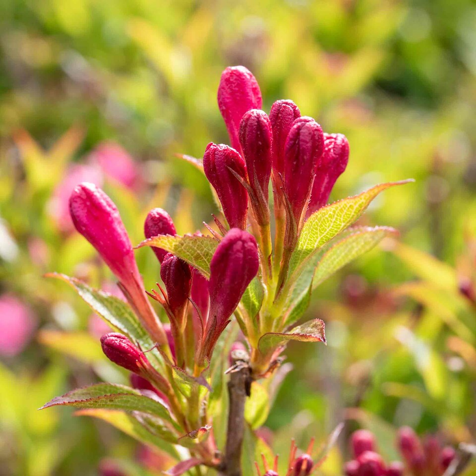image 1 of Marshalls Garden Weigela Picobella 'Rosa' Compact Pink Flowering Shrub | Pink | Pink | 3L Plants