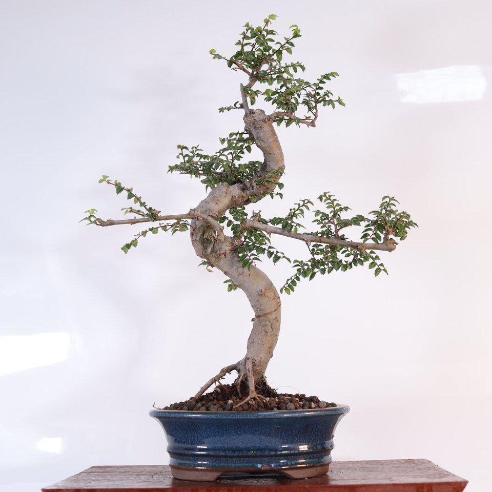 image 1 of Yorkshire Bonsai Chinese Elm (Ulmus Parvifolia) Bonsai Tree Shaped In 18cm Pot Great Gift