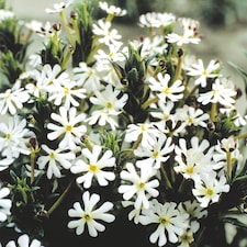 Night Phlox - White/Purple Scented Night Blooming Flowers - Fragrant Summer Bedding - Pollinator Friendly - 1x Seed Packet