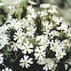 image 1 of Night Phlox - White/Purple Scented Night Blooming Flowers - Fragrant Summer Bedding - Pollinator Friendly - 1x Seed Packet
