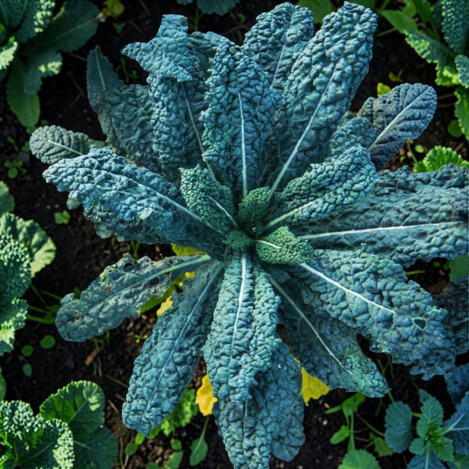 image 1 of Carbeth Plants Kale Nero Di Toscana Vegetable Plant - 6 pack - Easy Grow Kitchen Garden